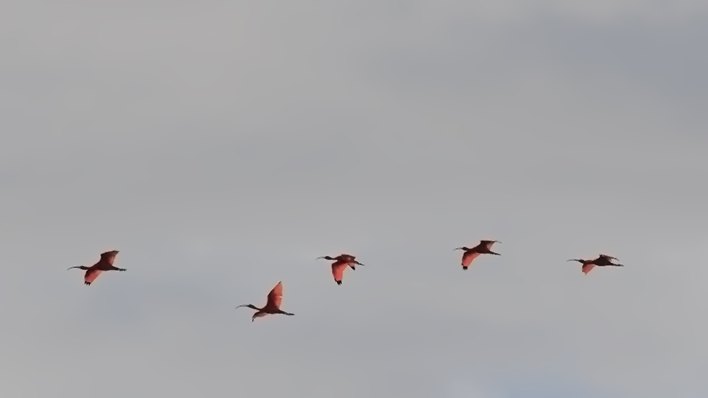 Roseate Spoonbill